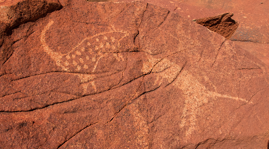 Cultural knowledge reveals hidden decline of iconic northern quoll