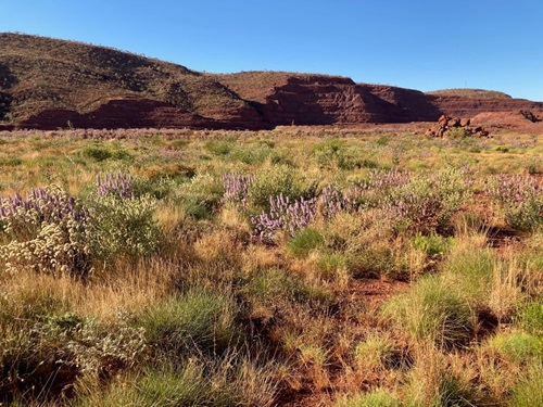 Emergence Ecotech rehabilitated land 20 months post-seeding