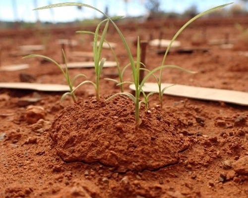 Emergence Ecotech Mechanical Cow Patty