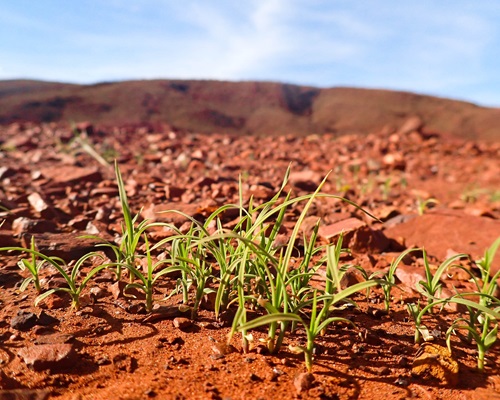 Emergence Ecotech Seedlings
