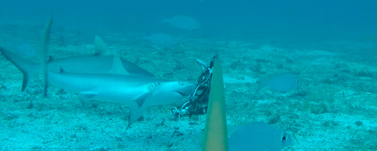 Shark biting baited camera