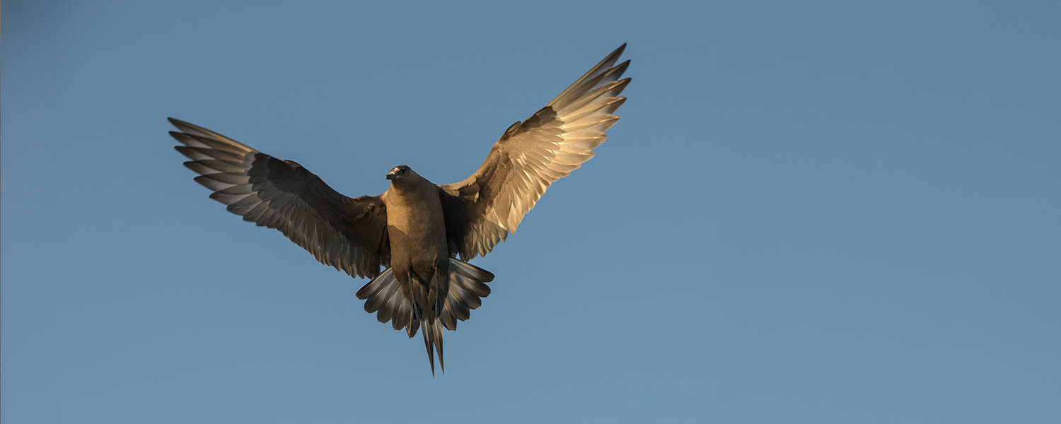 A brown skua in flight