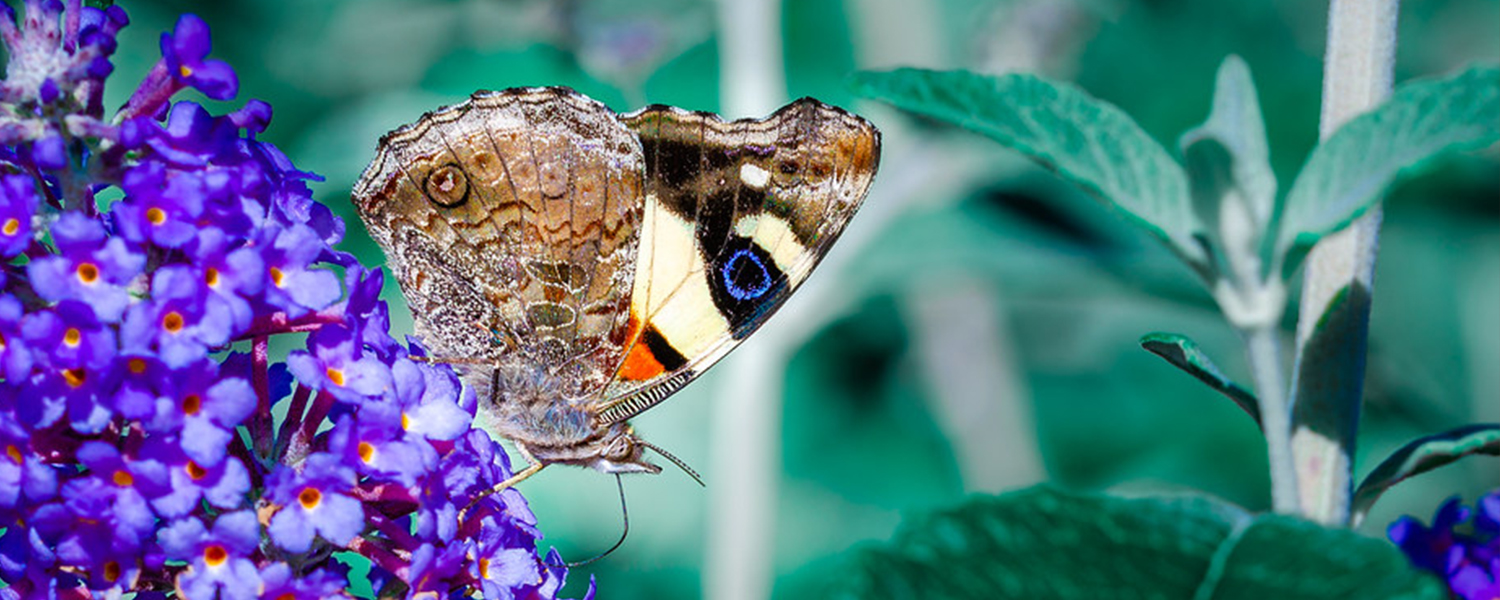Butterfly rests on a flower