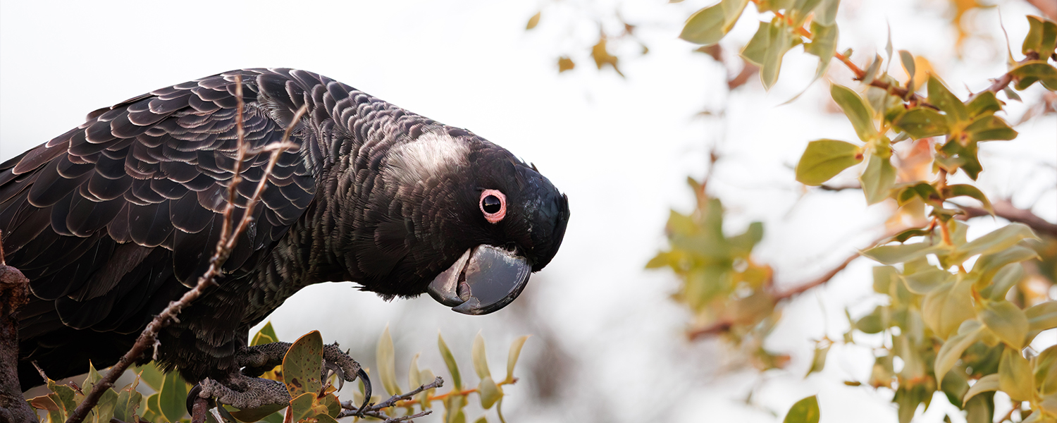Carnaby cockatoo