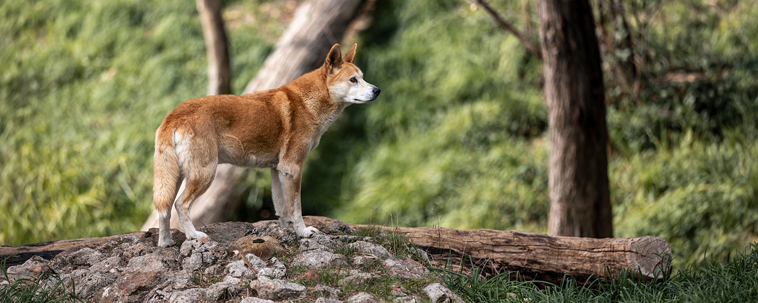 Dingo
