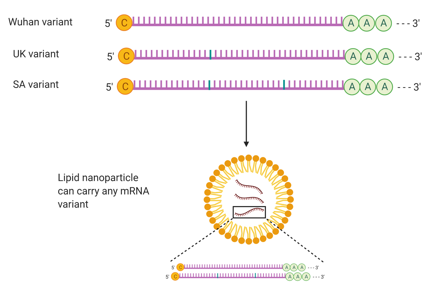 mRNA vaccines designed for different variants have similar manufacturing and packaging processes