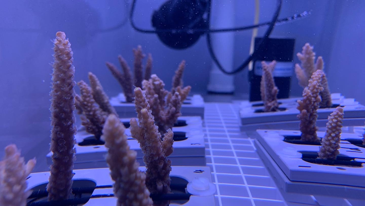 Heat stress experiment on Corals
