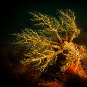 Deep Sea Coral