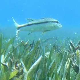 Fish in Seagrass