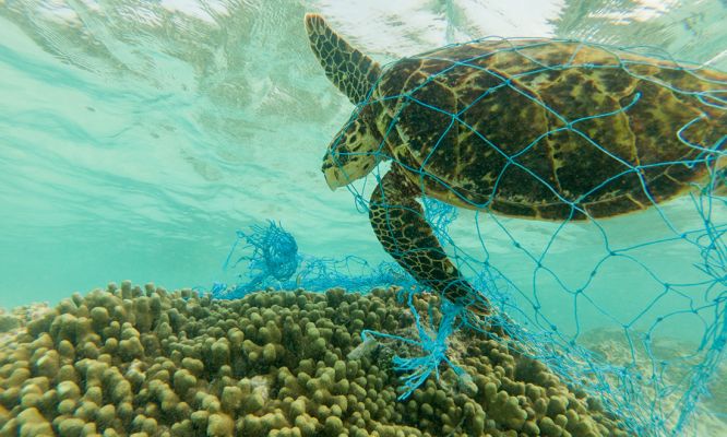 sea turtle in net
