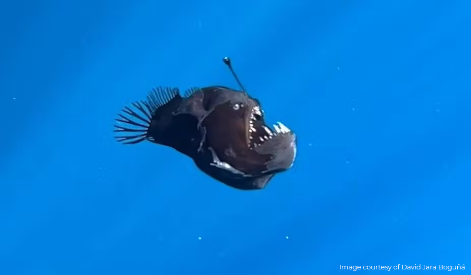 A dying anglerfish