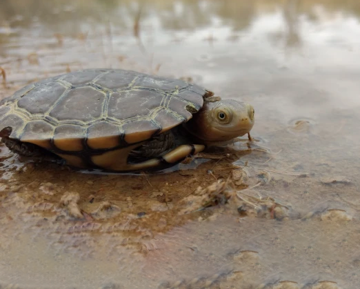 western swamp turtle