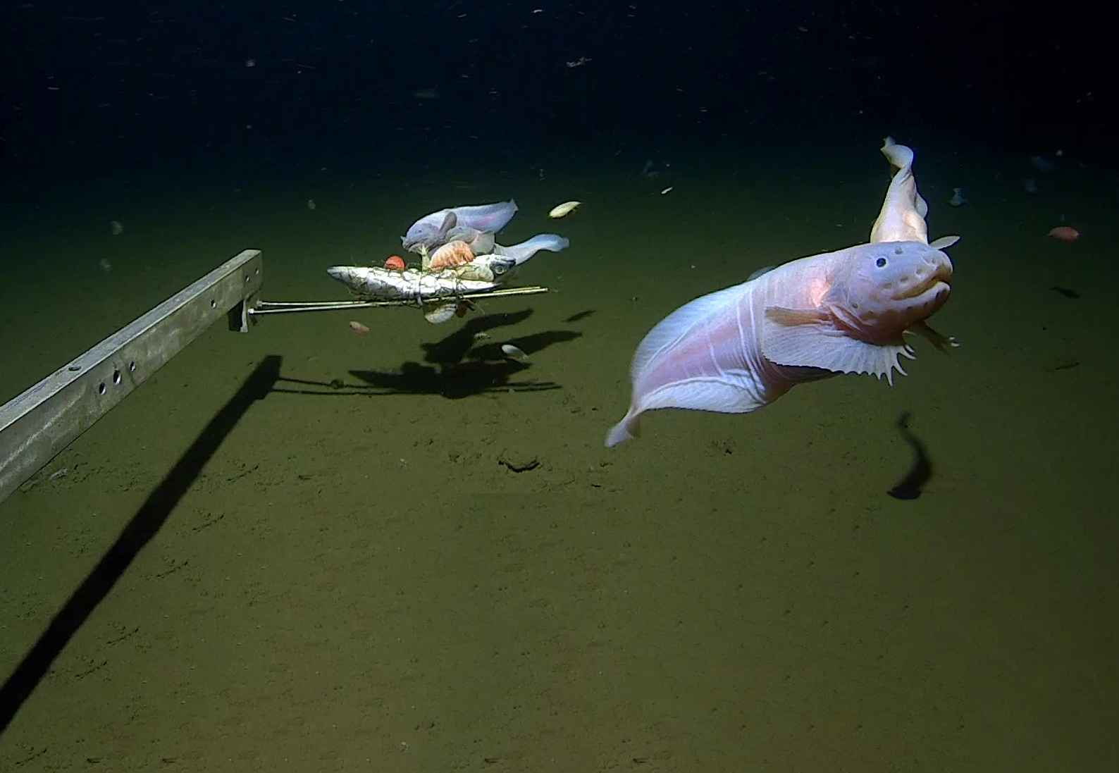 Deep sea fish found off Japan at 8000m deep