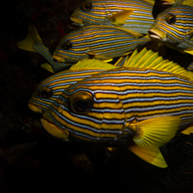 yellow ribbon sweetlips