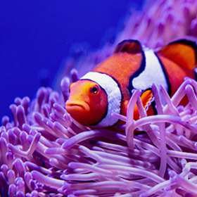 clown fish