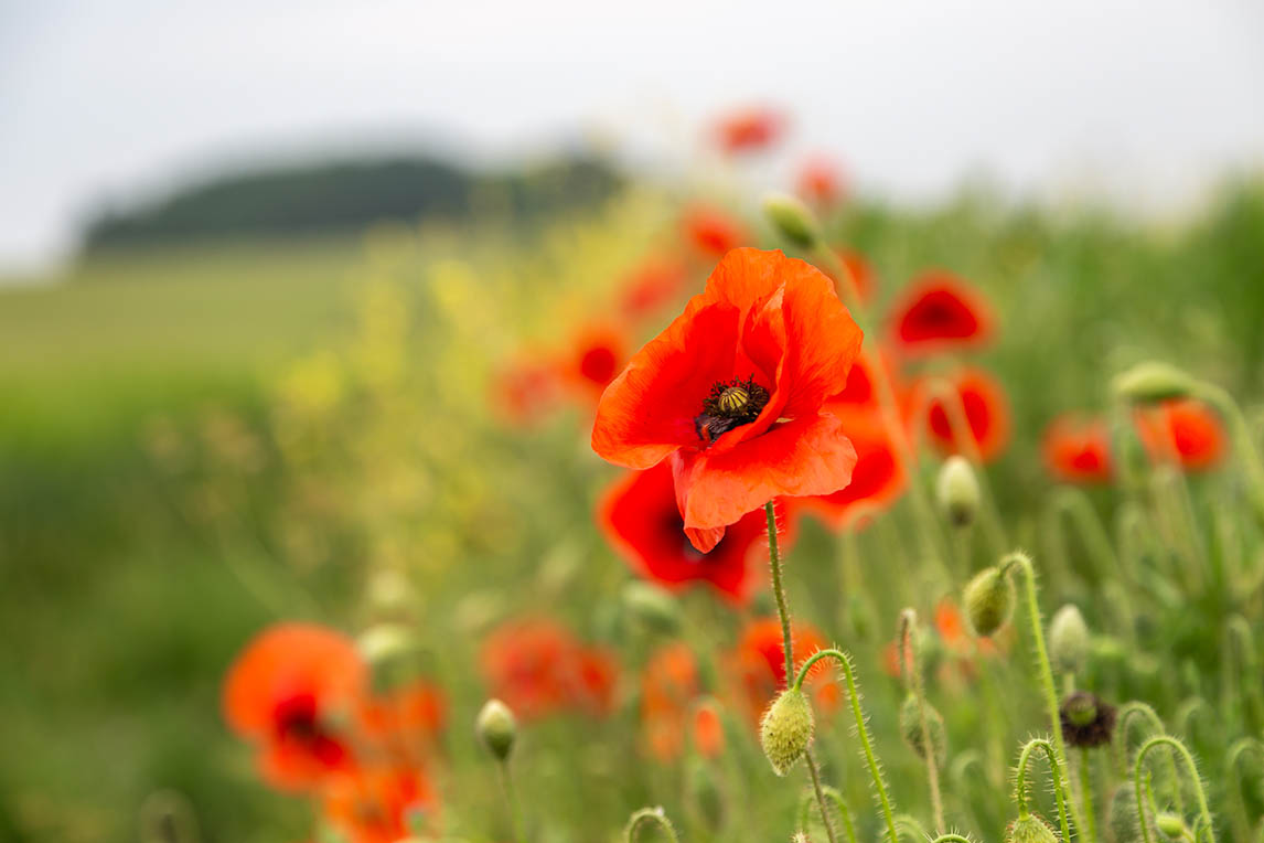 Poppy flowers in a field