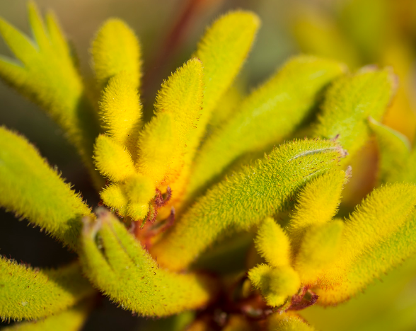 Yellow kangaroo paws