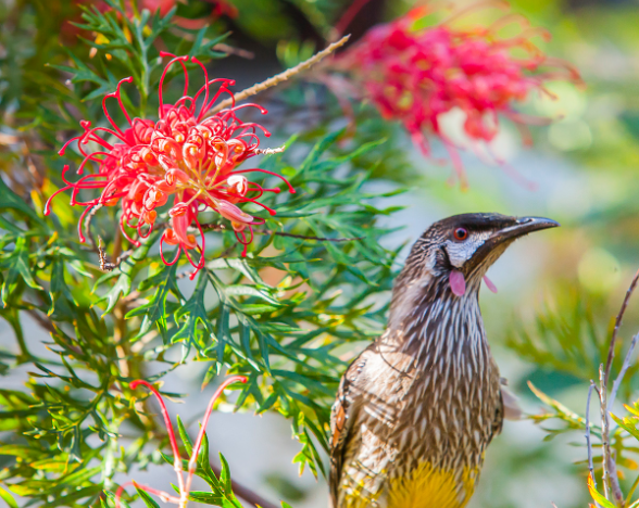 Wattle bird with red grevillea flowers in background