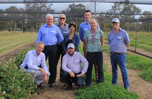 Annual Legume Breeding Australia (ALBA)