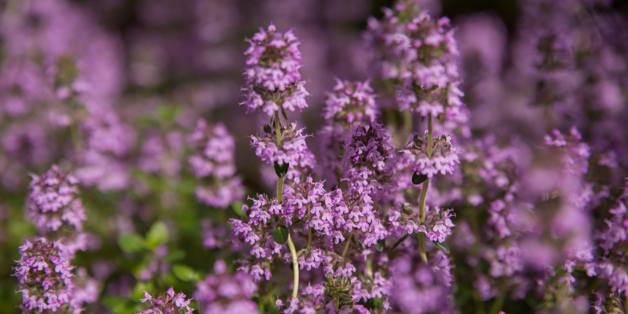 Purple thyme flowers