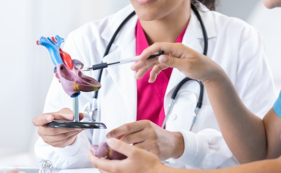 Medical students inspect human heart model