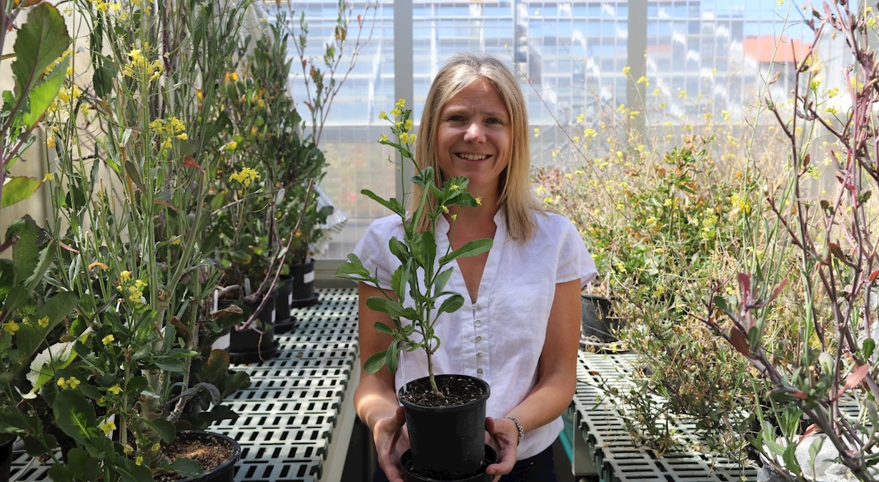 Professor Jaqueline Batley in greenhouse holding plant in pot