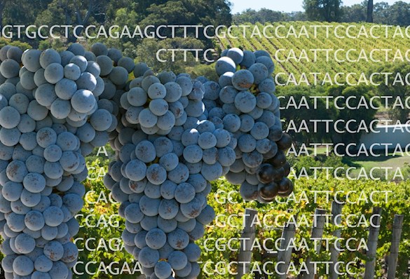Clonal variation in grapes