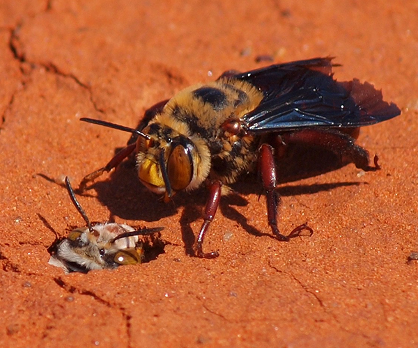 Two insects studied by the Centre of Evolutionary Biology