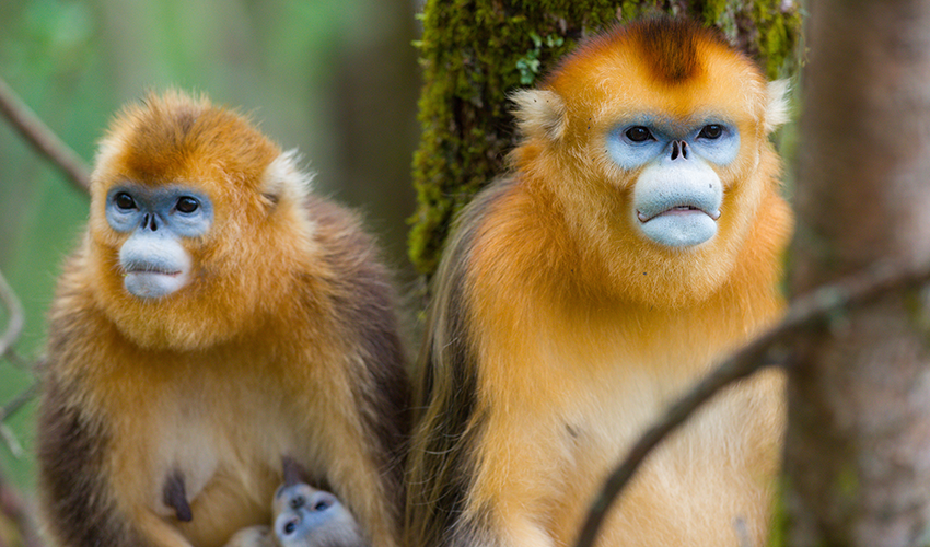 Two primates