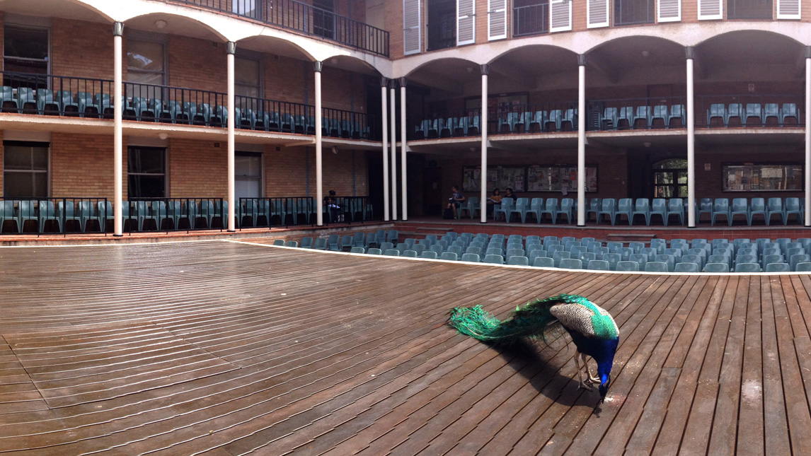 Peacock on stage in an old theatre