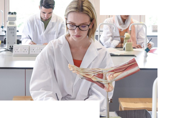 Student studying in lab with model foot
