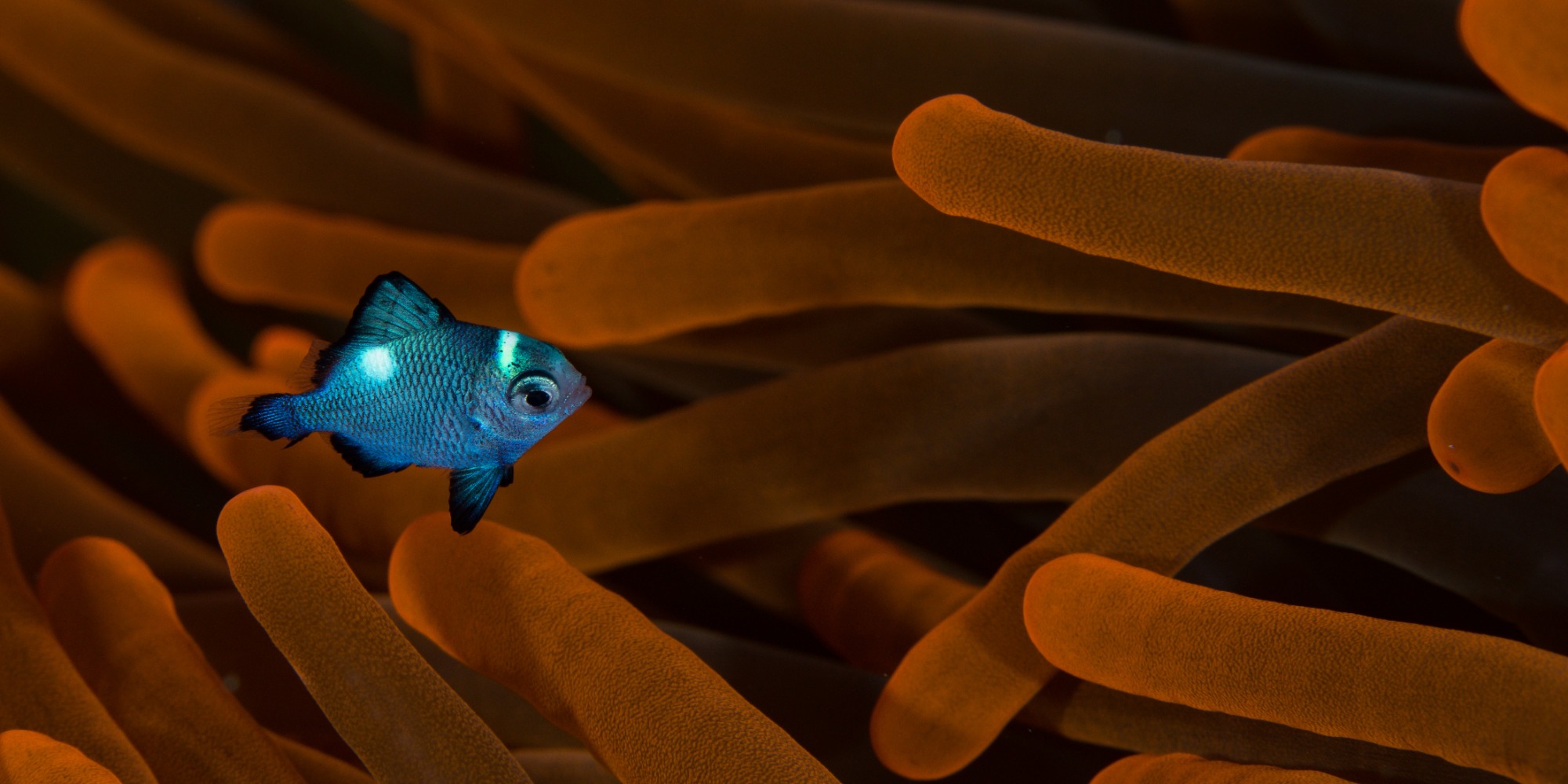 Threespot Dascyllus (Juvenile)