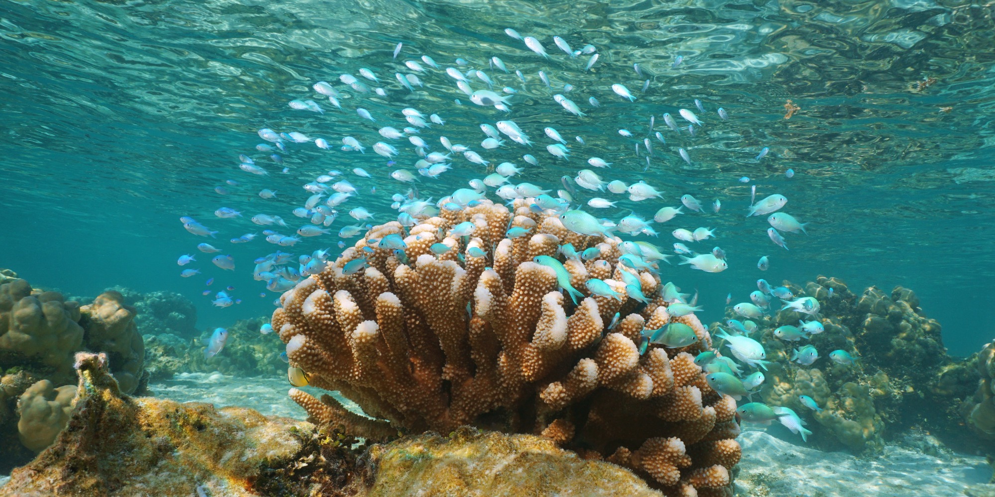 Underwater a shoal of small blue fish ( blue-green chromis ) with cauliflower coral, Pacific ocean, lagoon of Tahaa island, French Polynesia