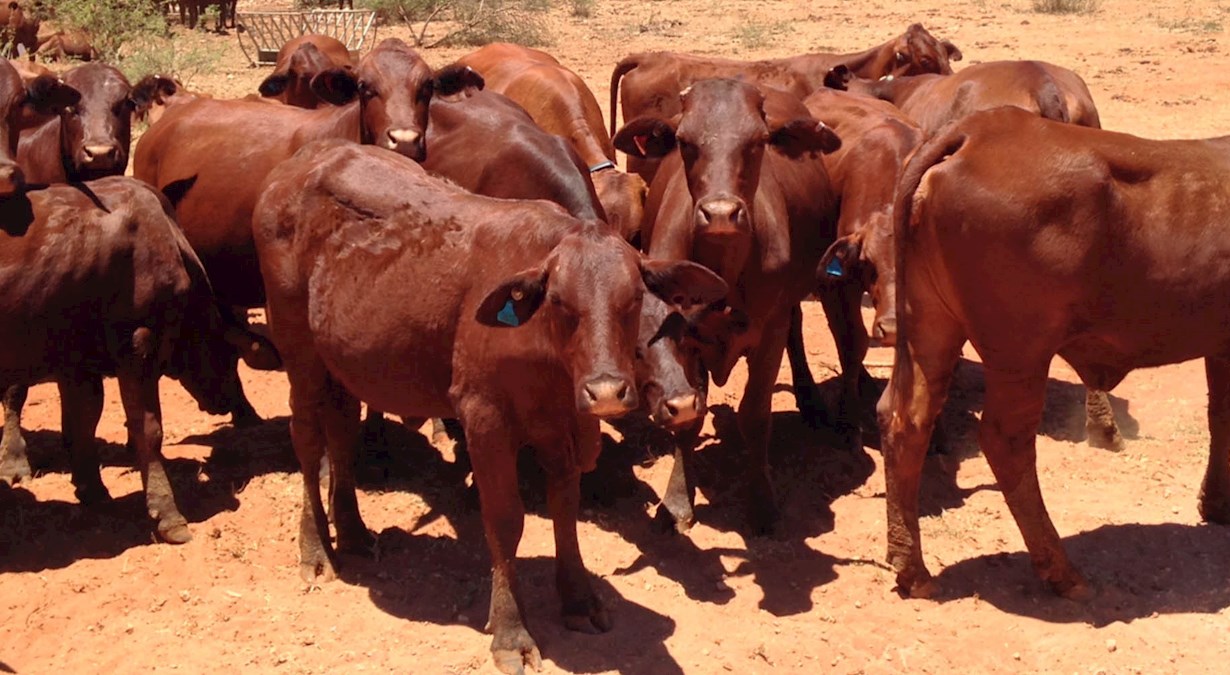Cows in the Pilbara