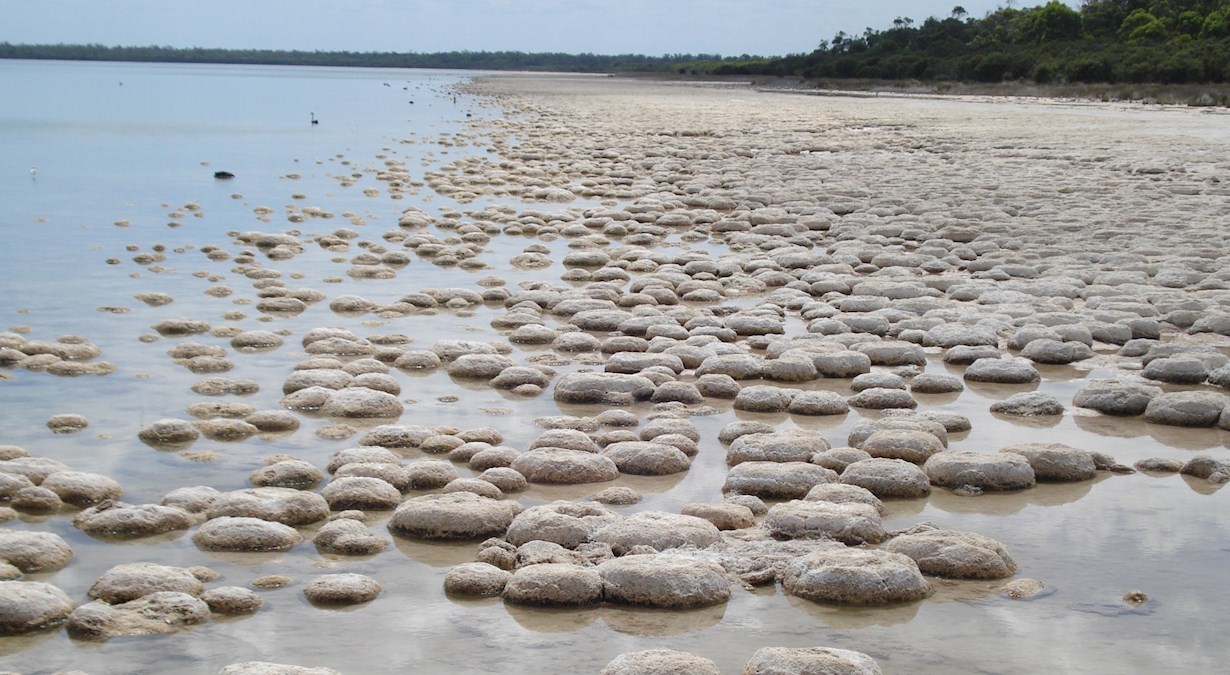 Thrombolites in Lake Clifton Western Australia