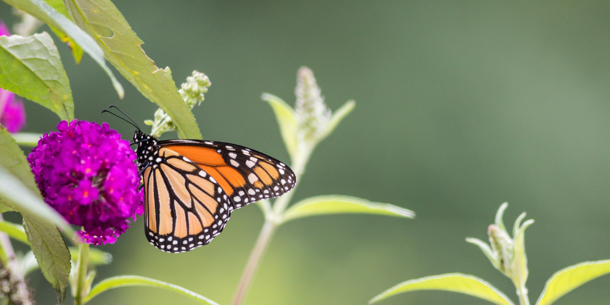 Monarch butterfly on flower
