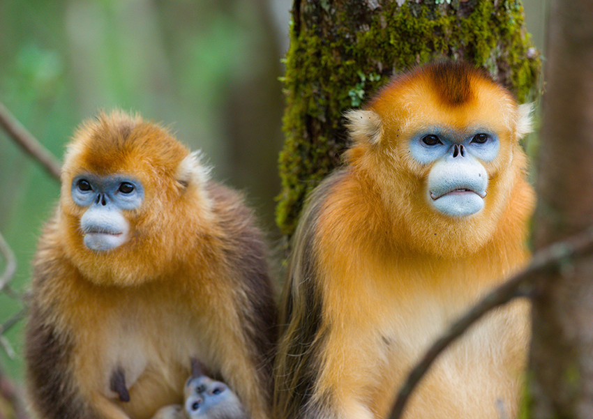 two primates