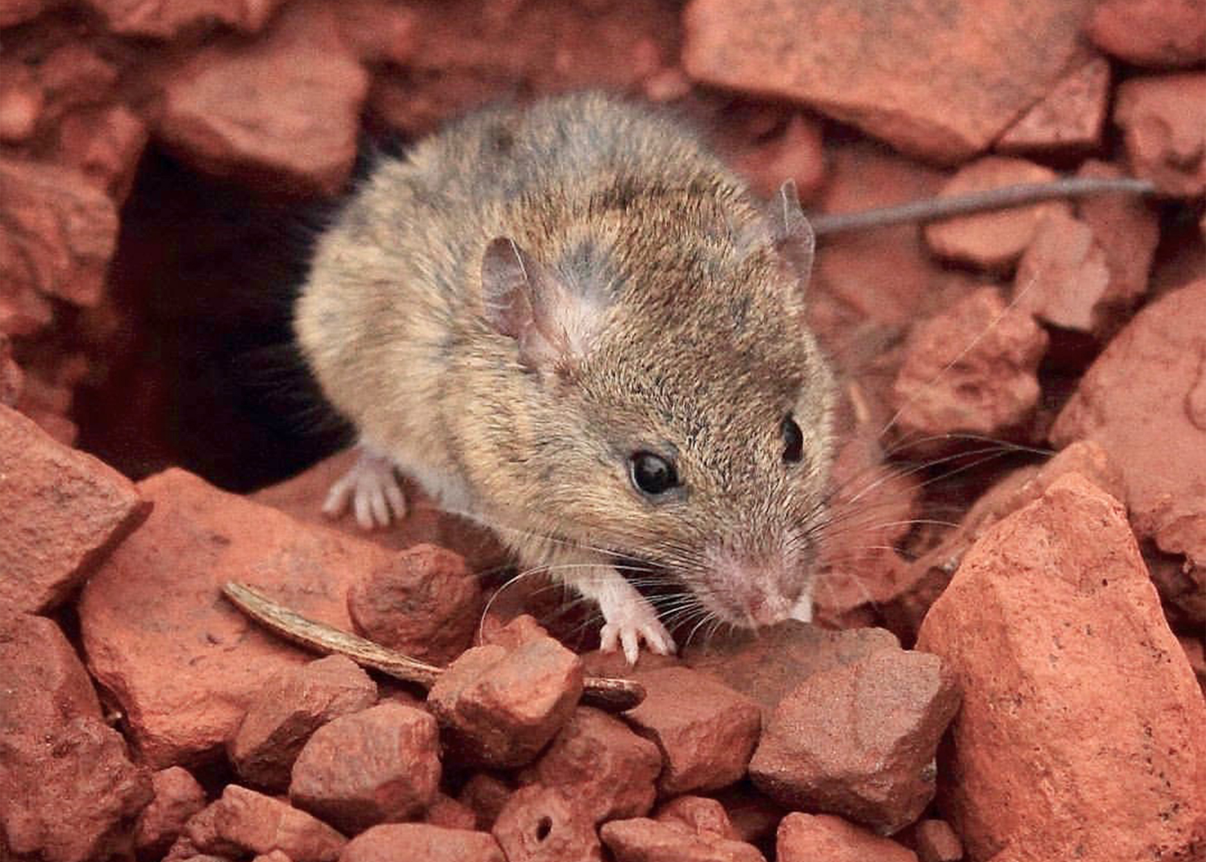 Western Australian Pilbara pebble mouse