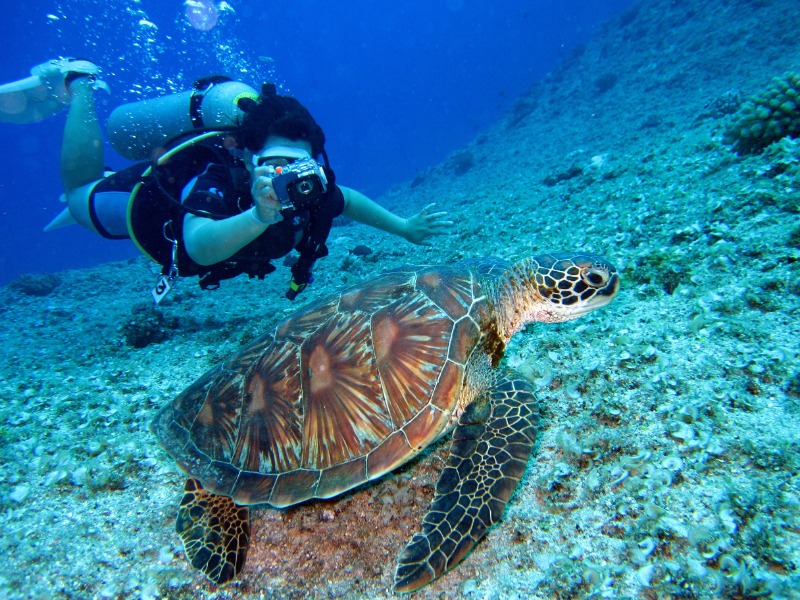 person snorkelling with turtle