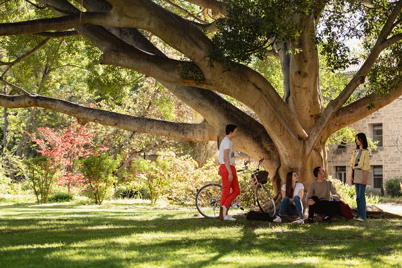 Students sitting by a large tree on campus