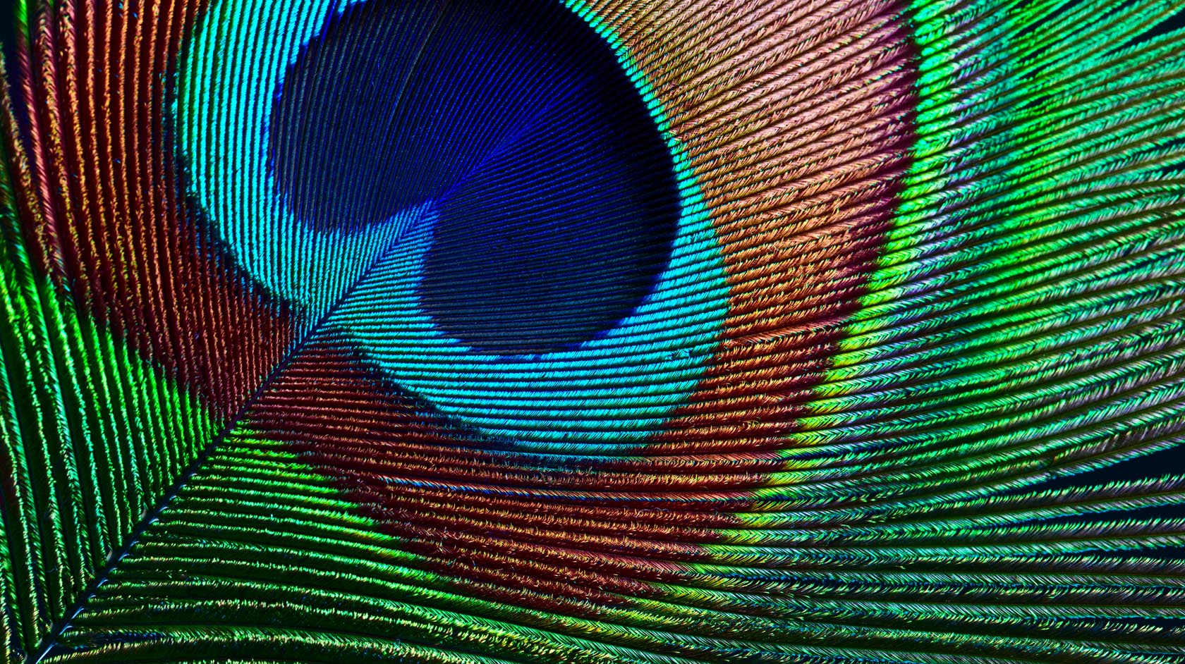 Closeup of peacock's tail