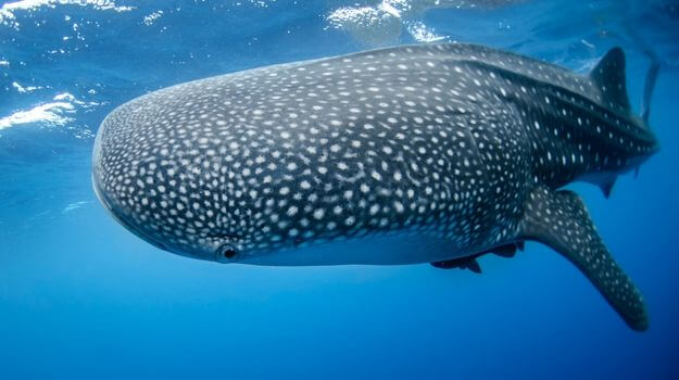 Whale Sharks in Western Australia