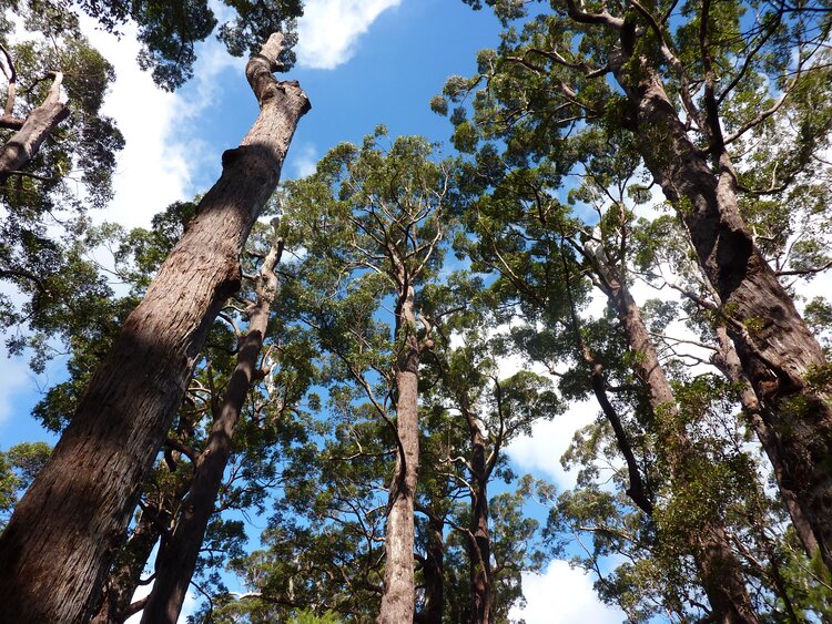 WA Jarrah forest