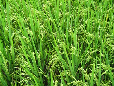 Rice field