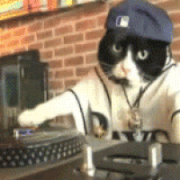 Cat DJ
