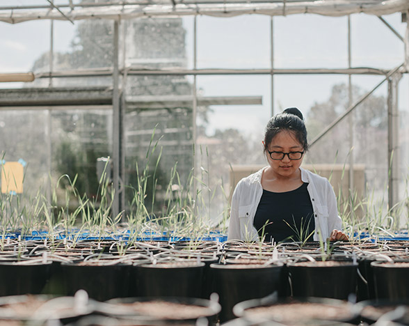 Female student working in greenhouse