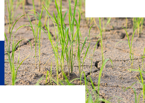 plant on cracked soil