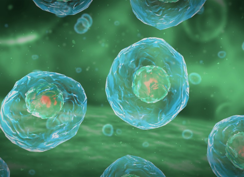 Digital illustration of Cell Division Stages of Mitosis