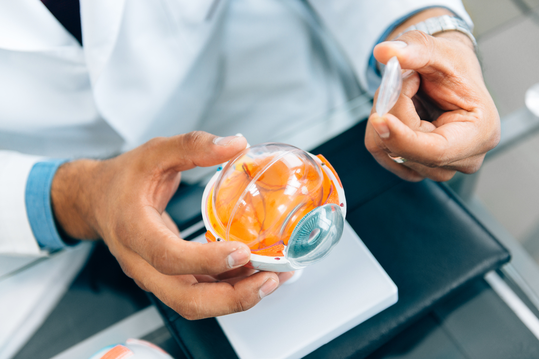 Optometrist hands demonstrating model of an eye