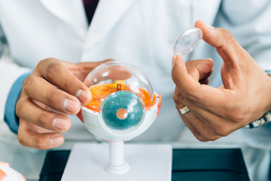 A doctor's hands showing the parts of a model of a human eye